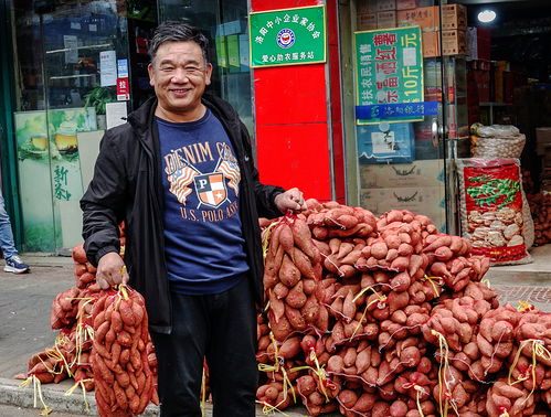 民建洛阳市委西工总支与洛阳中小企业家协会爱心助农帮销爱心红薯